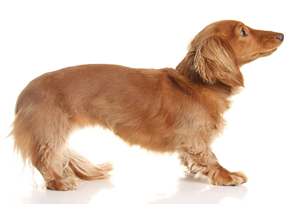 fearful dog body language