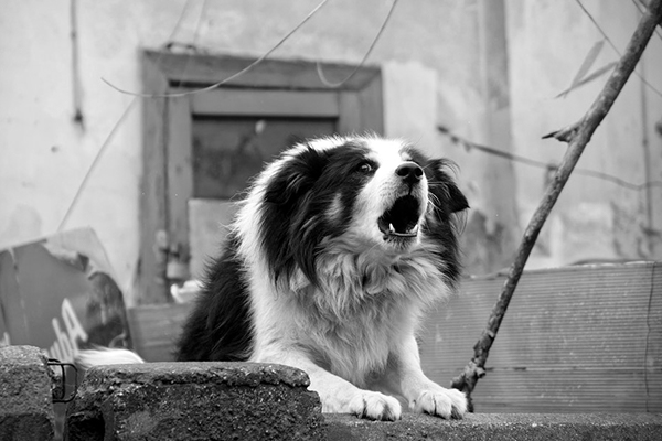 aggressive barking
