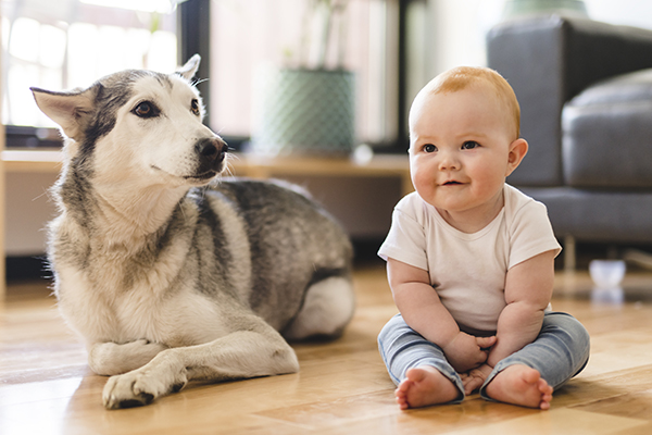 dog sitting with baby dog has whale eye and might bite