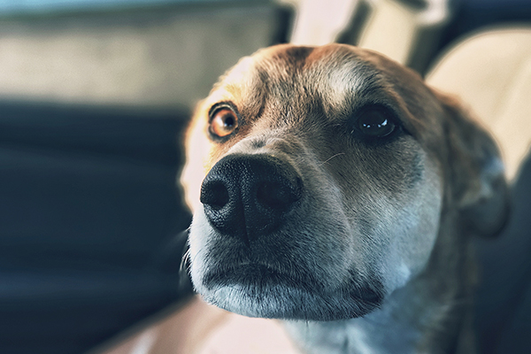 fearful dog with flattened ears and wide eyes
