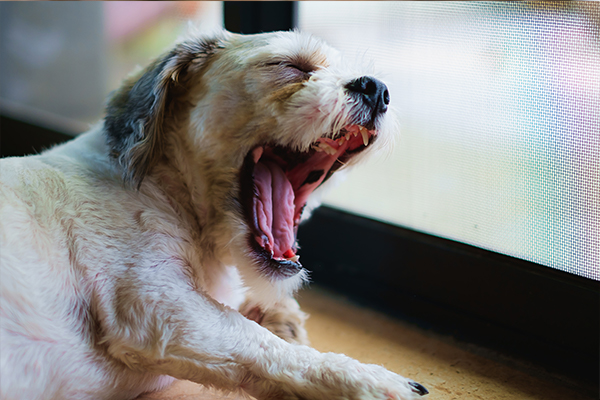 fearful yawning